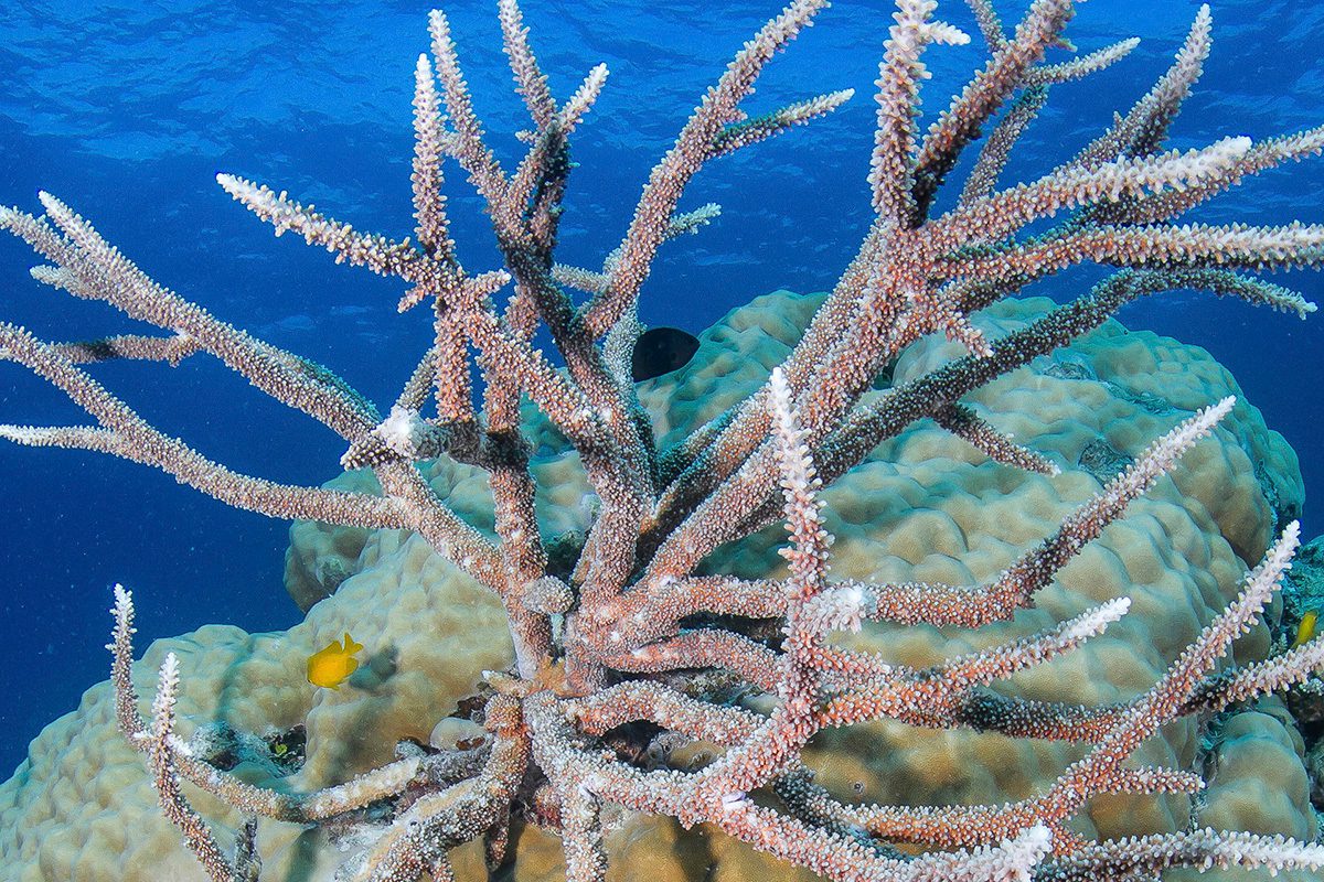 Staghorn coral